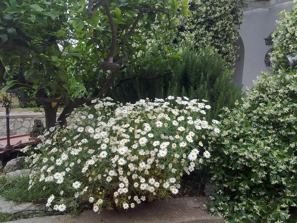 Il Merlo Anacapri  Ngoại thất bức ảnh